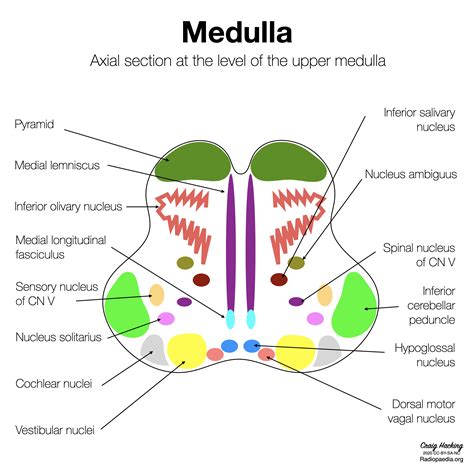 Medulla Oblongata Section