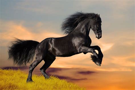 Black a Horse on the Hill Wall Mural Photo Wallpaper GIANT DECOR Paper ...