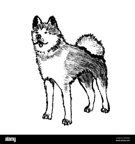 Dog japanese akita inu, domestic pet standing. Wild wolf, nature ...