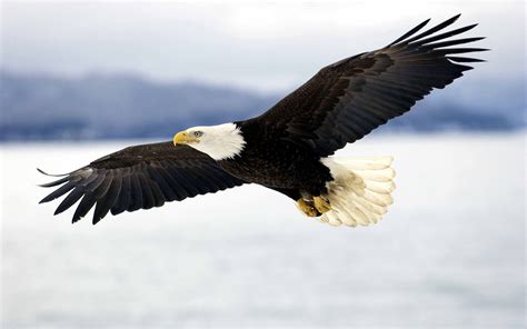 Free photo: Bald Eagle Flying - Animal, Bald, Bird - Free Download - Jooinn