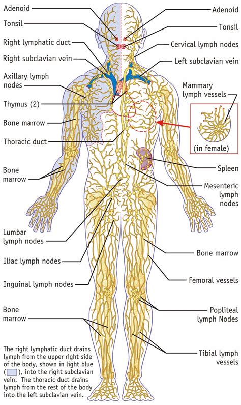 Lymphatic System