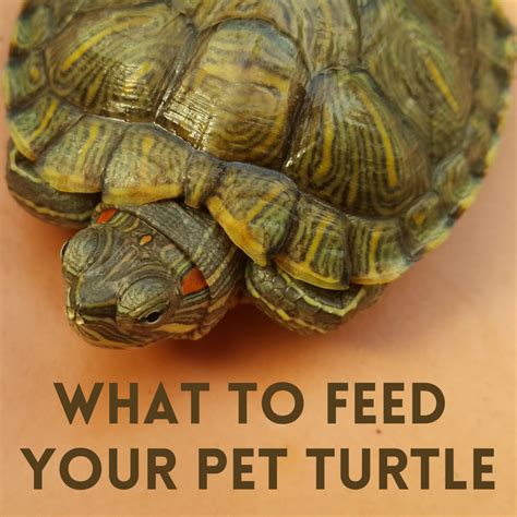 What Does A Pet Turtle Eat?