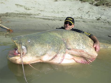 This Is One Seriously Big Wels Catfish | Popular Science