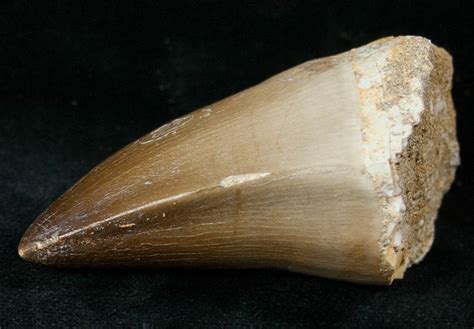 XL 2.15" Mosasaur (Prognathodon) Tooth For Sale (#13579) - FossilEra.com