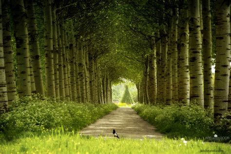 Nature Photography Forest By Larsvandegoor 16 - Full Image