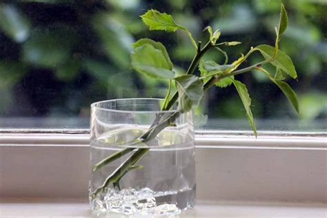 How to Propagate Rose Cuttings in Water | Gardener’s Path