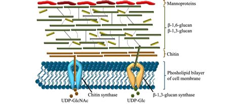 Schematic overview of fungal cell wall composition. The fungal cell ...