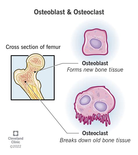 List 99+ Pictures Which Bone Cell In The Diagram Below Is An Osteoclast ...