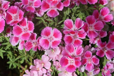 Clarkia - Flower of Passion - Best Landscape Ideas