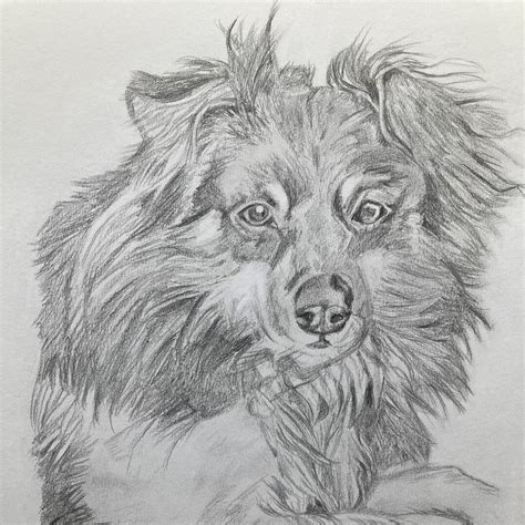 Custom Dog Drawing From Your Photo, Custom Dog Sketch From Your Photo ...