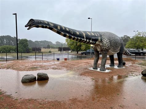 Meet ‘Cooper’: Australia’s biggest dinosaur joins collection at ...