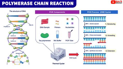 Polymerase Chain Reaction Notes - Rajus Biology