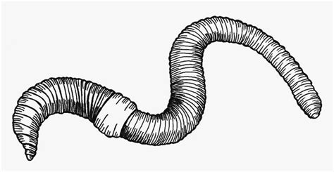 Earthworm Clipart Black And White