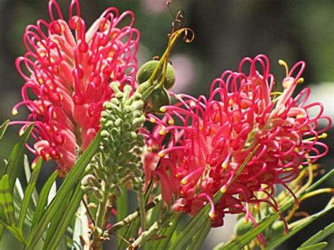 40 best images about Grevillea on Pinterest | Gardens, Florists and Shrubs