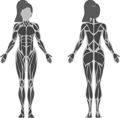 Female Muscle Anatomy 2514751 Vector Art at Vecteezy