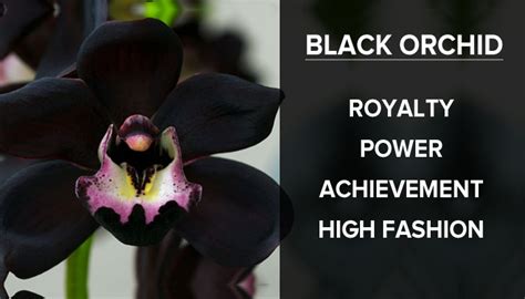 Meaning Of The Black Orchid Flower | Best Flower Site