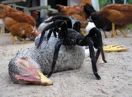 7 Fun Facts About the Goliath Bird Eating Spider - Pest Wiki