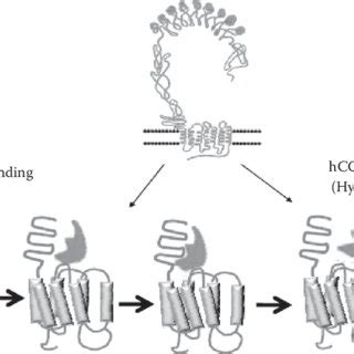 3 (See colour insert.) Dolichol linked glycosylation of proteins ...