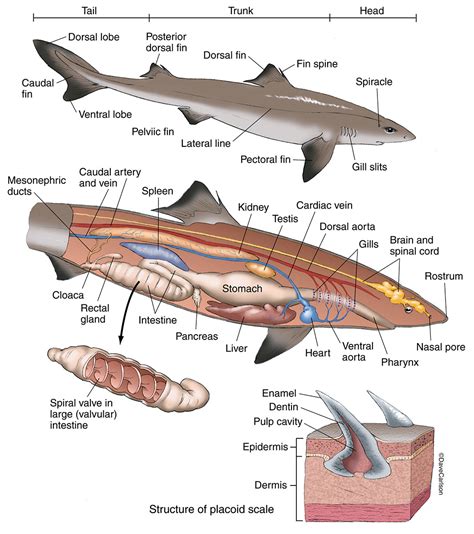 Female Shark Anatomy