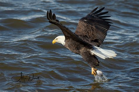 wildlife-gallery>Amazing Bald Eagle Photos