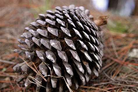 File:Pine cone.jpg - Wikipedia