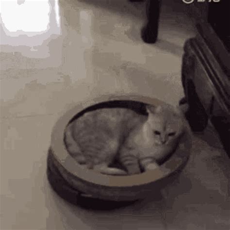 Roomba Cat GIF - Roomba Cat Squish - Discover & Share GIFs