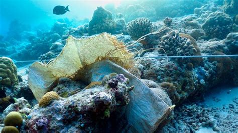 Oceanic plastic trash conveys disease to coral reefs | Cornell Chronicle