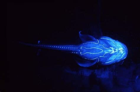 Final major project: Bioluminescence