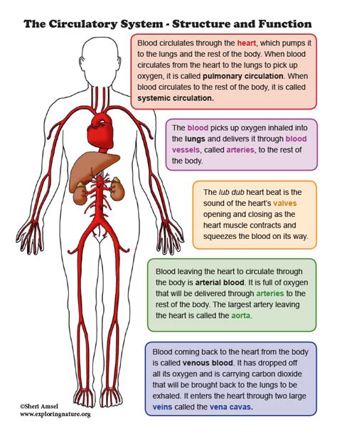 Circulatory System Organs And Functions