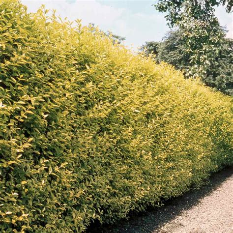 Privet Hedging (Golden) | Express Garden Shop