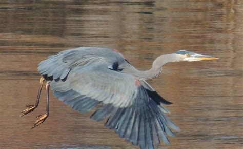 Gale's Photo and Birding Blog: Great Blue Heron in Flight