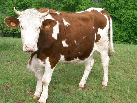 Pin by Meredith Seidl on Ancient & Heritage Breeds | Cattle, Hereford ...