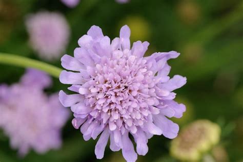 Scabiosa 'Butterfly Blue' (Pincushion Flower)