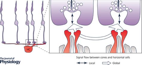 How do horizontal cells ‘talk’ to cone photoreceptors? Different levels ...