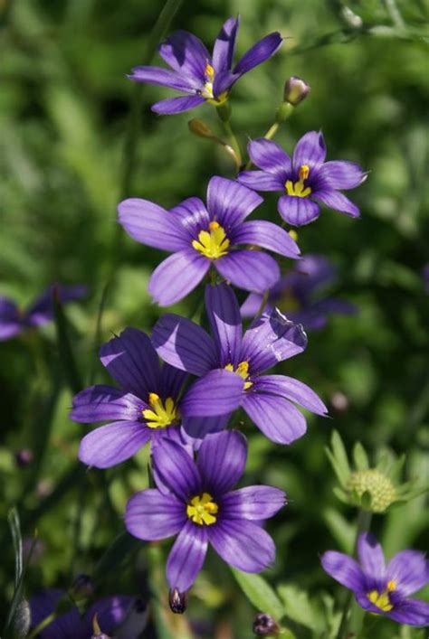 Blue-Eyed Grass Sisyrinchium angustifolium Lucerne from Growing Colors