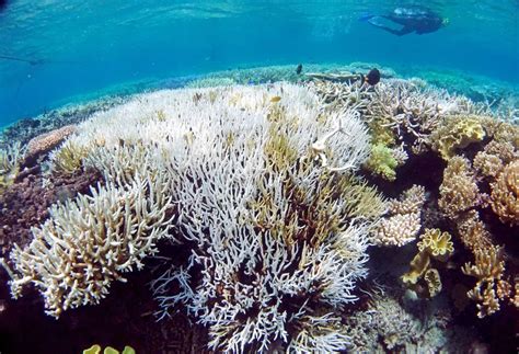 Scientists develop ‘heat resistant’ coral to fight bleaching