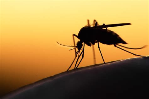 What Diseases Can You Get From Mosquitoes?