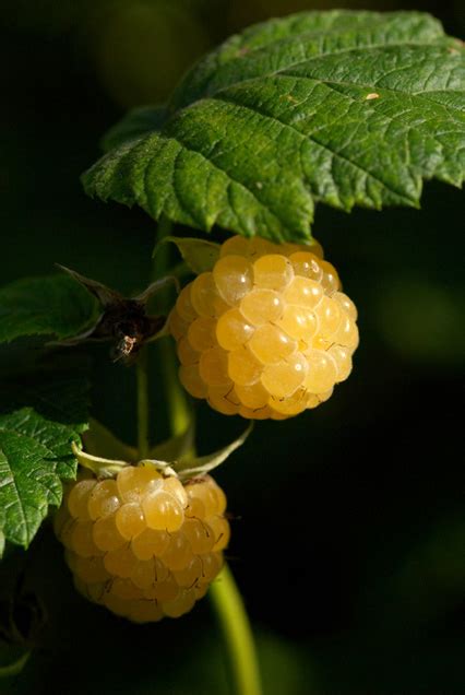 Raspberries - Raspberry Varieties