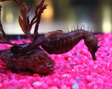 Long-snouted seahorse - Facts, Diet, Habitat & Pictures on Animalia.bio