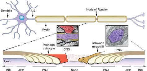 [PDF] The Nodes of Ranvier: Molecular Assembly and Maintenance ...