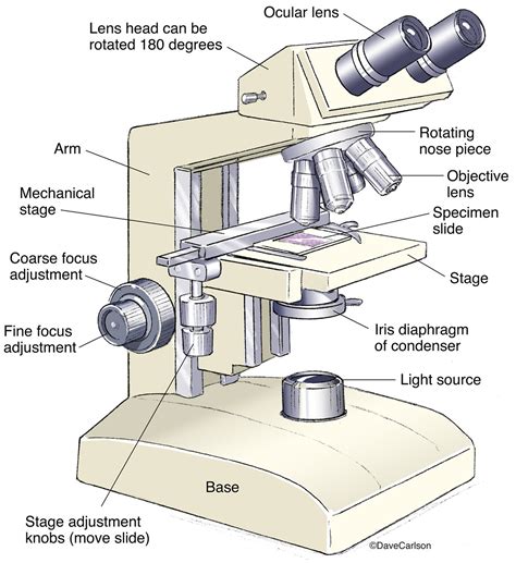 Compound Light Microscope Labelled Diagram