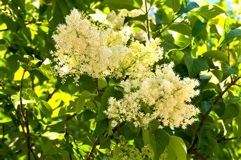 Japanese tree lilac ideal for urban conditions - Landscape Ontario