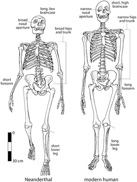 Did Neanderthals Evolve to Live in Cold Climates? - Timothy S. Y. Lam ...