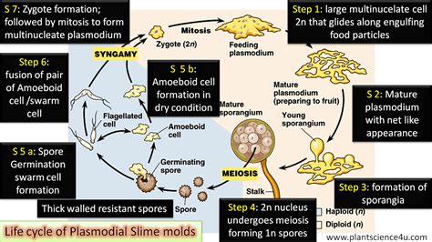 Protist Life Cycles And Habitats Biology LibreTexts, 48% OFF