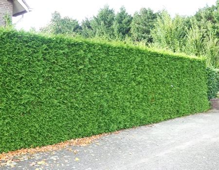 15 Types of Hedges That Form the Perfect Lawn Boundary - Worst Room