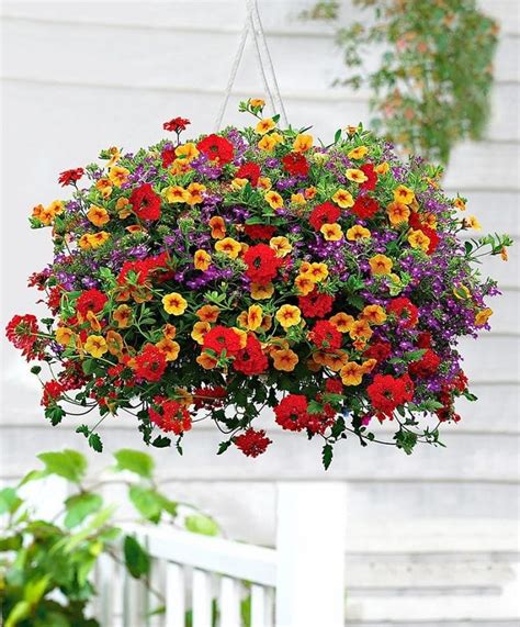 Best Plants For Hanging Baskets | Balcony Garden Web