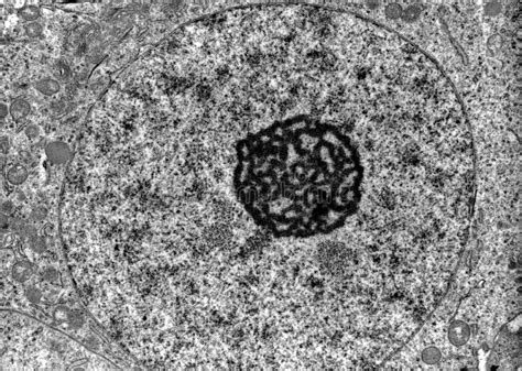 Nucleus. TEM stock image. Image of cytology, nucleus - 117240013