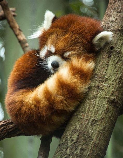 Timeline Photos - Nature Photobook | Facebook | Sleeping animals, Cute ...