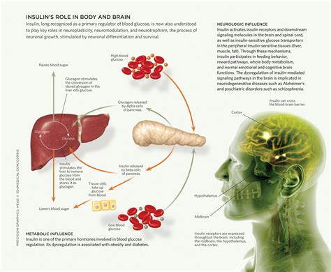 Insulin's Role in Body and Brain | The Scientist Magazine®