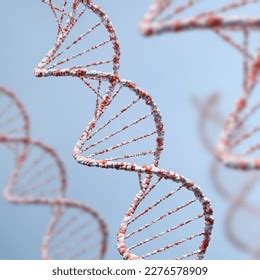 Helix Human Dna Structure Dna Structure Stock Photo 2276578909 ...